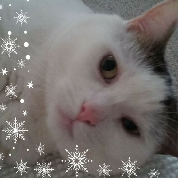 Meet your Posher, Anne - Picture 1 of 1